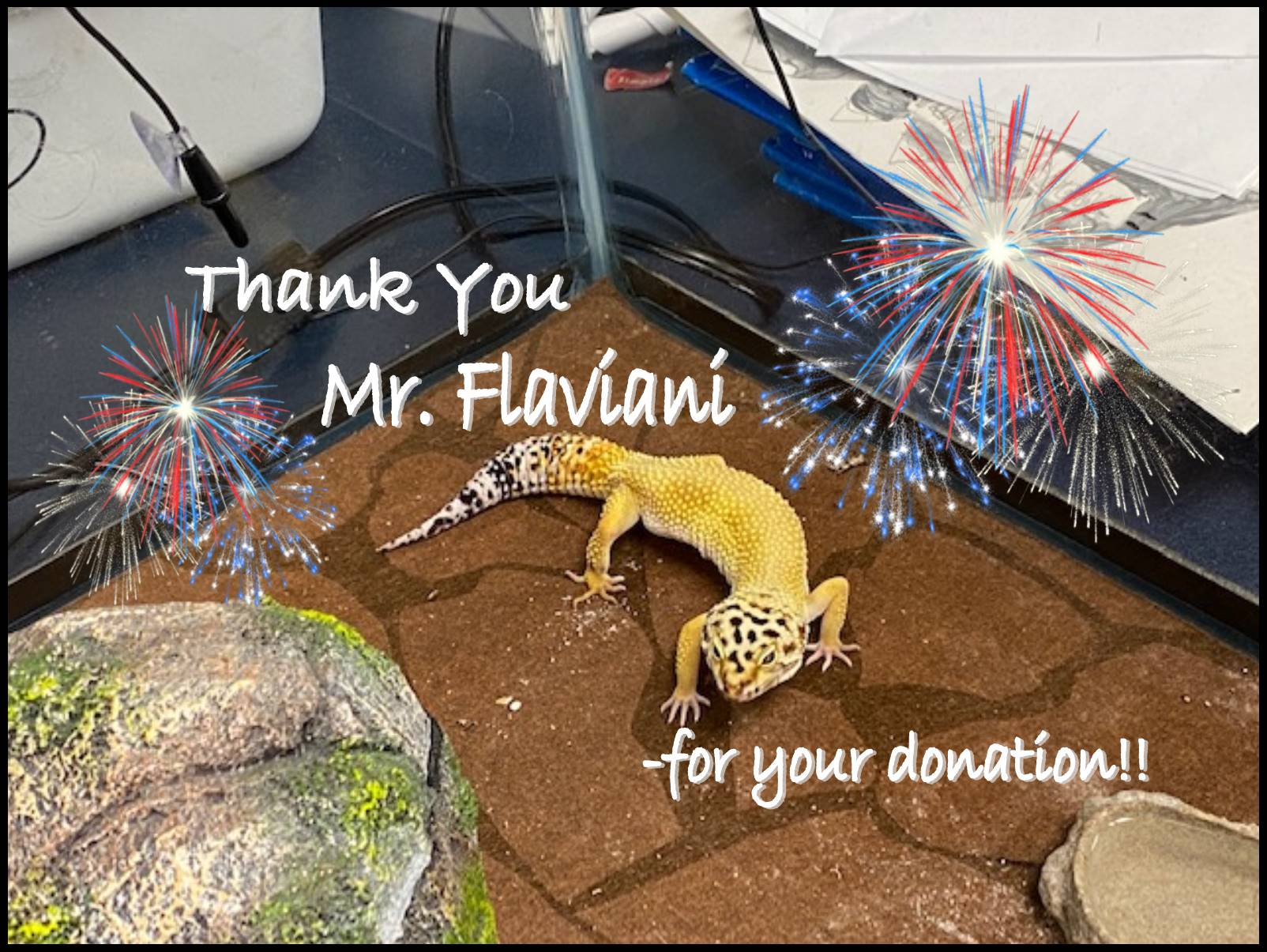 gecko donation flaviani